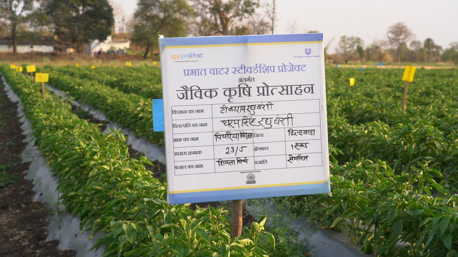 Signboard for an organic farming project stands in a lush green crop field with rows of plants.