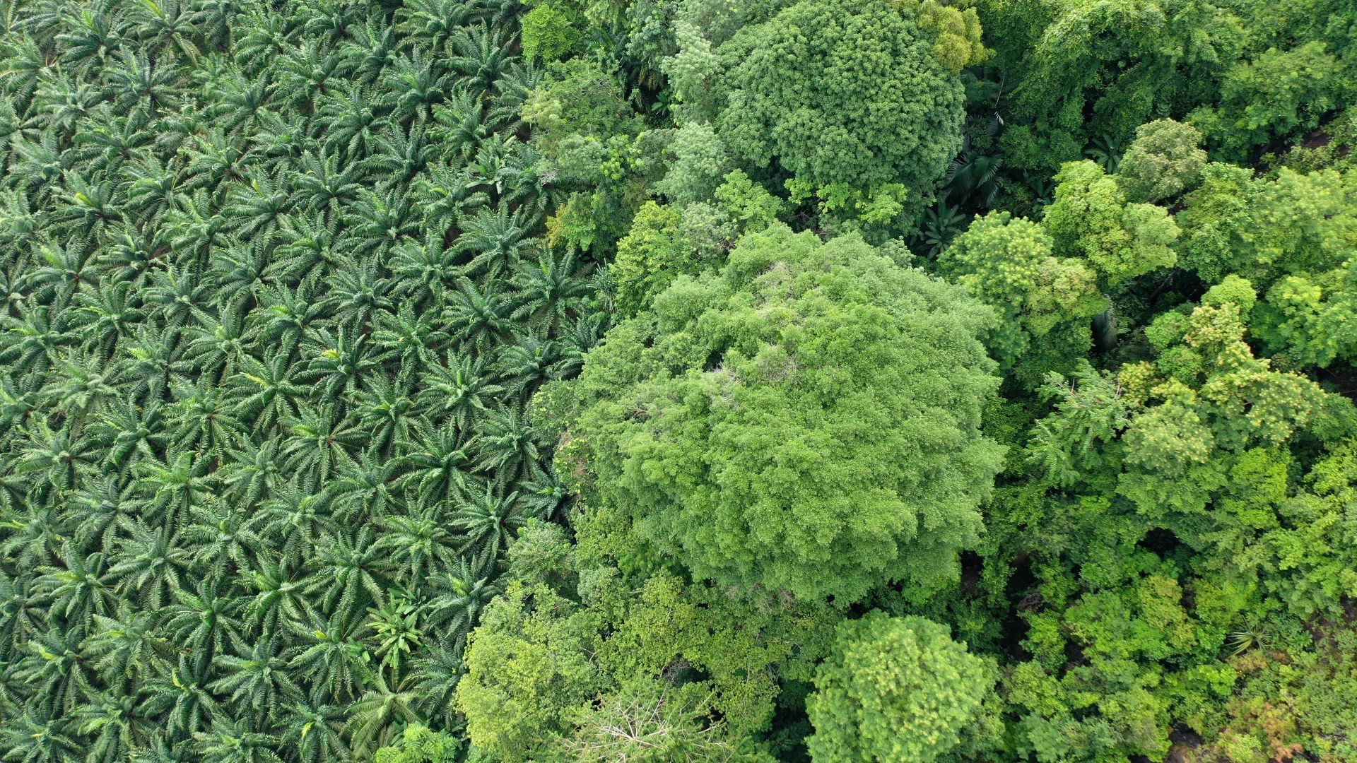Forest and palm plantation