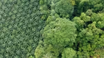 Forest and palm plantation