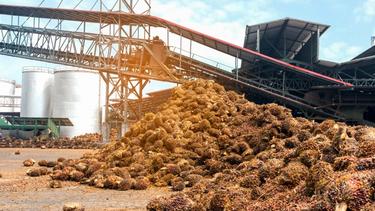 Fresh oil palm fruit bunches at a mill, waiting to be processed