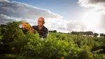 A man out in a field inspecting crops