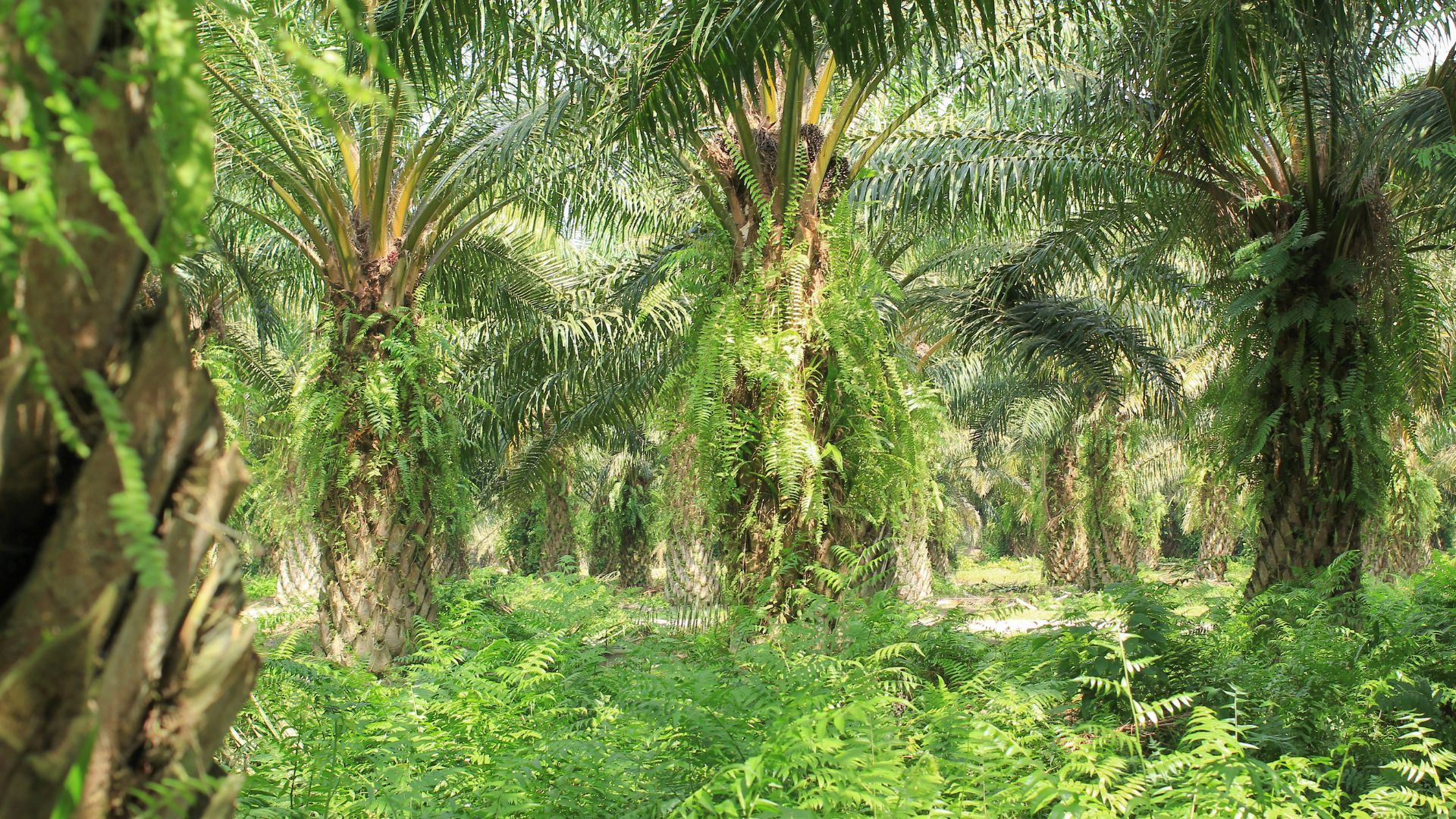 picture of palm trees