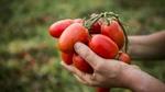 Hands holding tomatoes