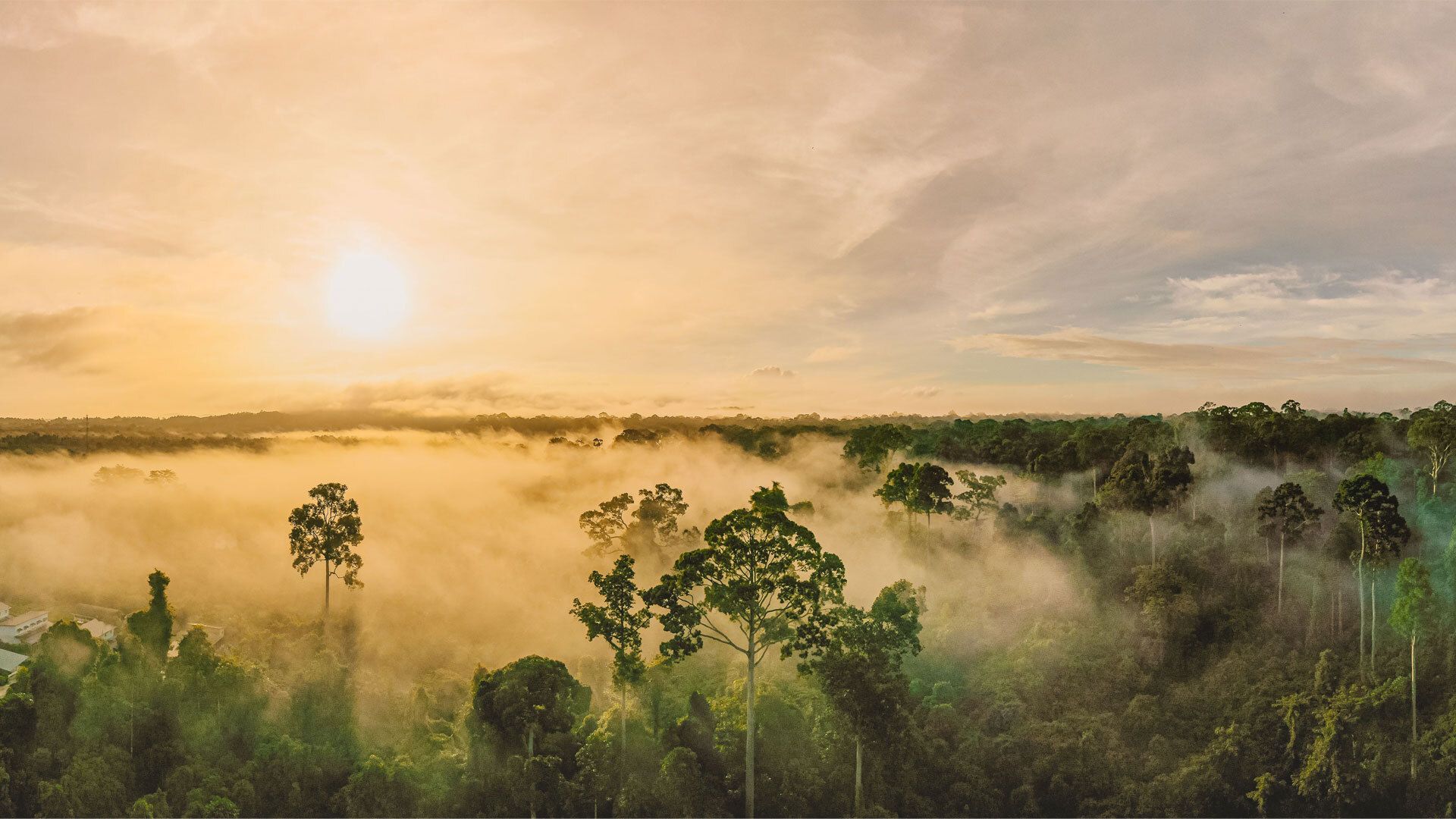 A tropical, lush green forest, with a stream running through it