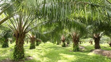 A palm oil plantation with lines of evenly spaced trees.