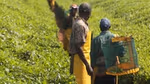 Image of workers in tea field