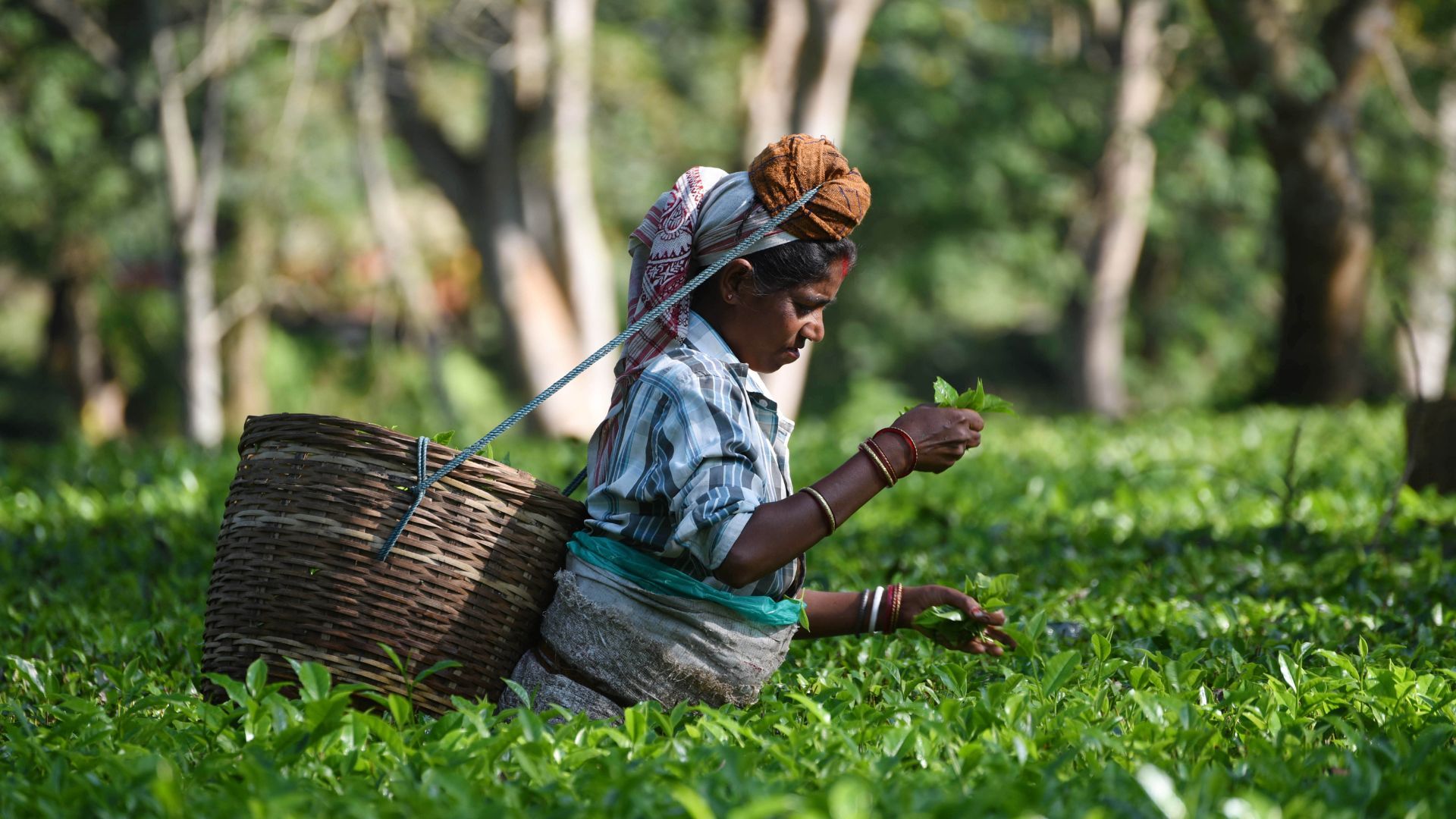 Woman harvesting tea leaves in a lush green field.
