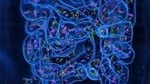 Medical illustration of the microbiome of the small intestine