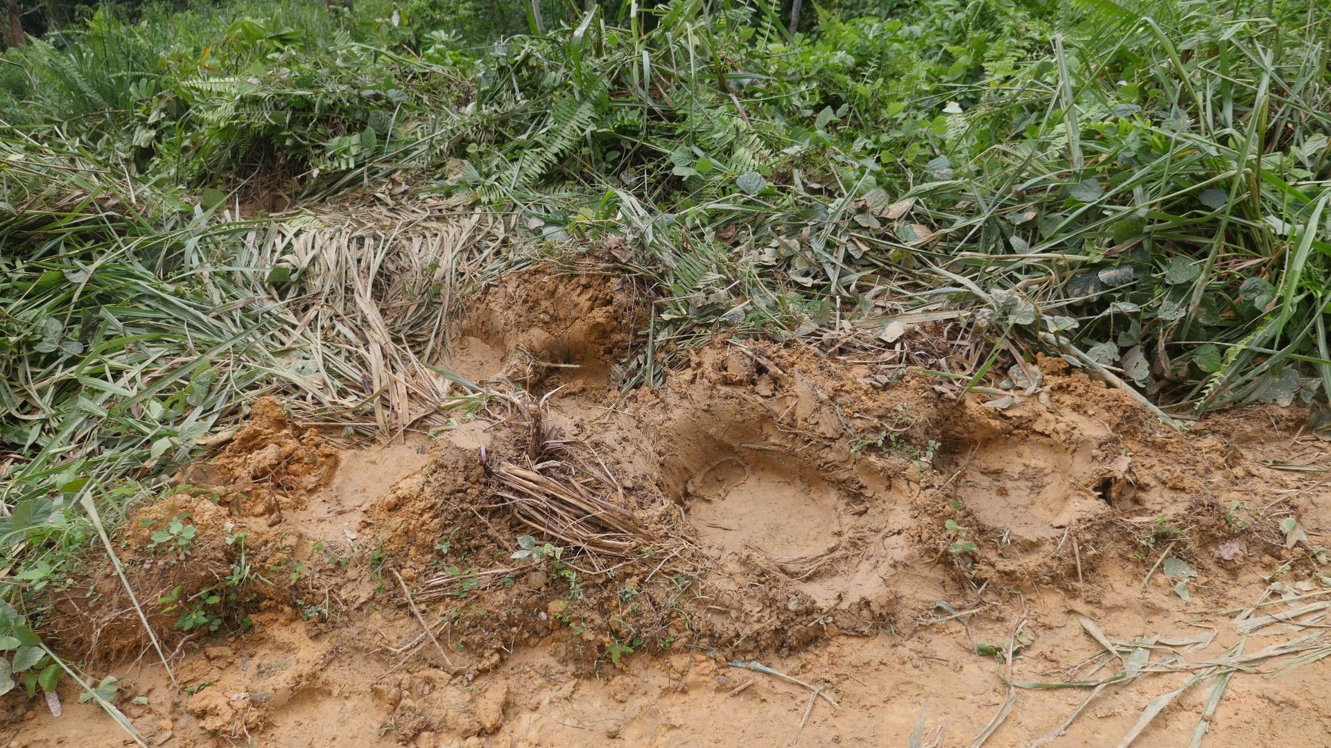 A photograph of several fresh elephant footprints in the mud in the foreground and lush green vegetation in the background, at a Unilever protection and restoration site in Sabah, Malaysia.