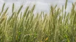 Close-up view of green wheat stalks in a field.