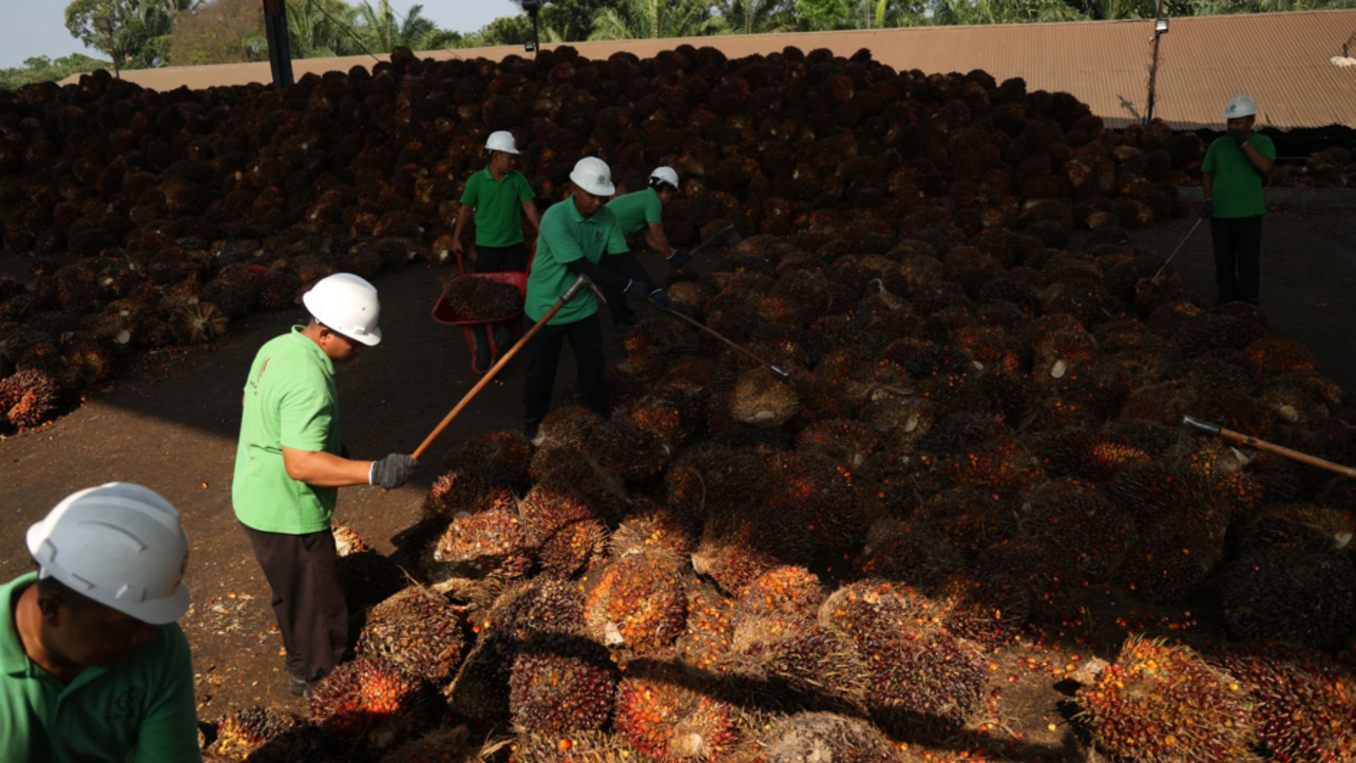 A photograph of male workers in green t-shirts and white helmets sorting through piles of freshly harvested palm fruit on the ground.