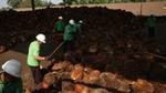 A photograph of male workers in green t-shirts and white helmets sorting through piles of freshly harvested palm fruit on the ground.