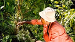 A vanilla farmer