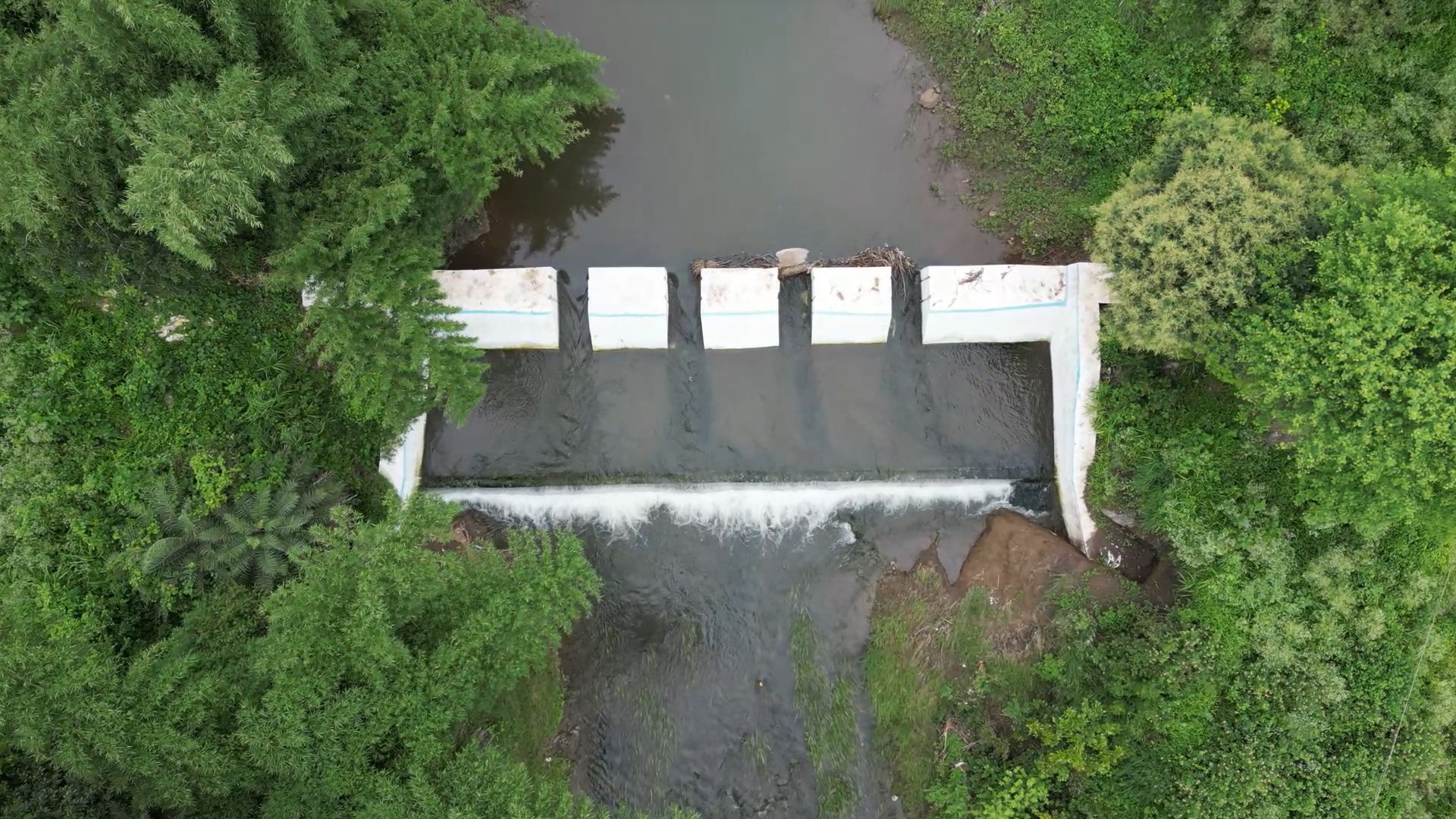 Small concrete weir channels river water through gates amid dense green vegetation