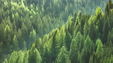 Trees in the forest