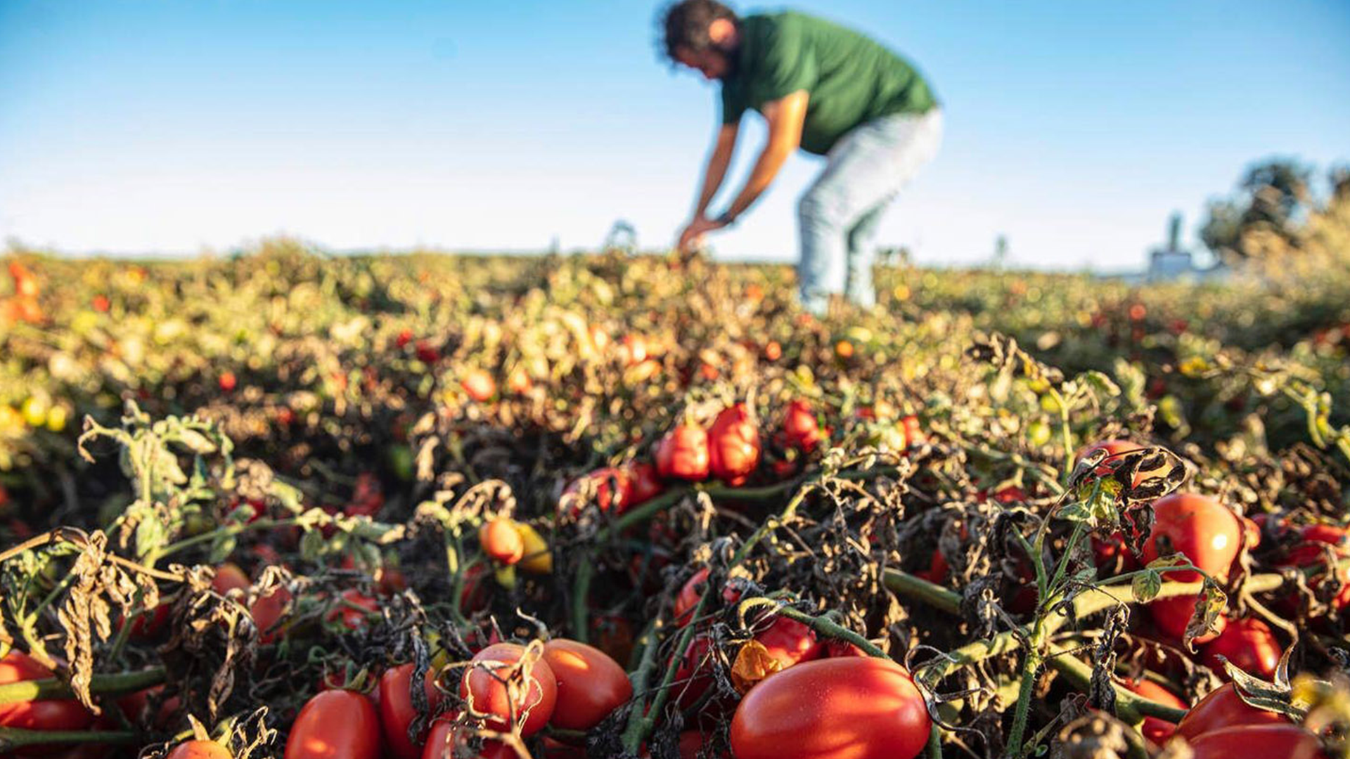 A field of vine-grown tomatoes. A man wearing a green t-shirt and light blue jeans is harvesting the tomatoes.