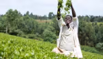 Person standing in a tea plantation throwing freshly picked leaves in the air