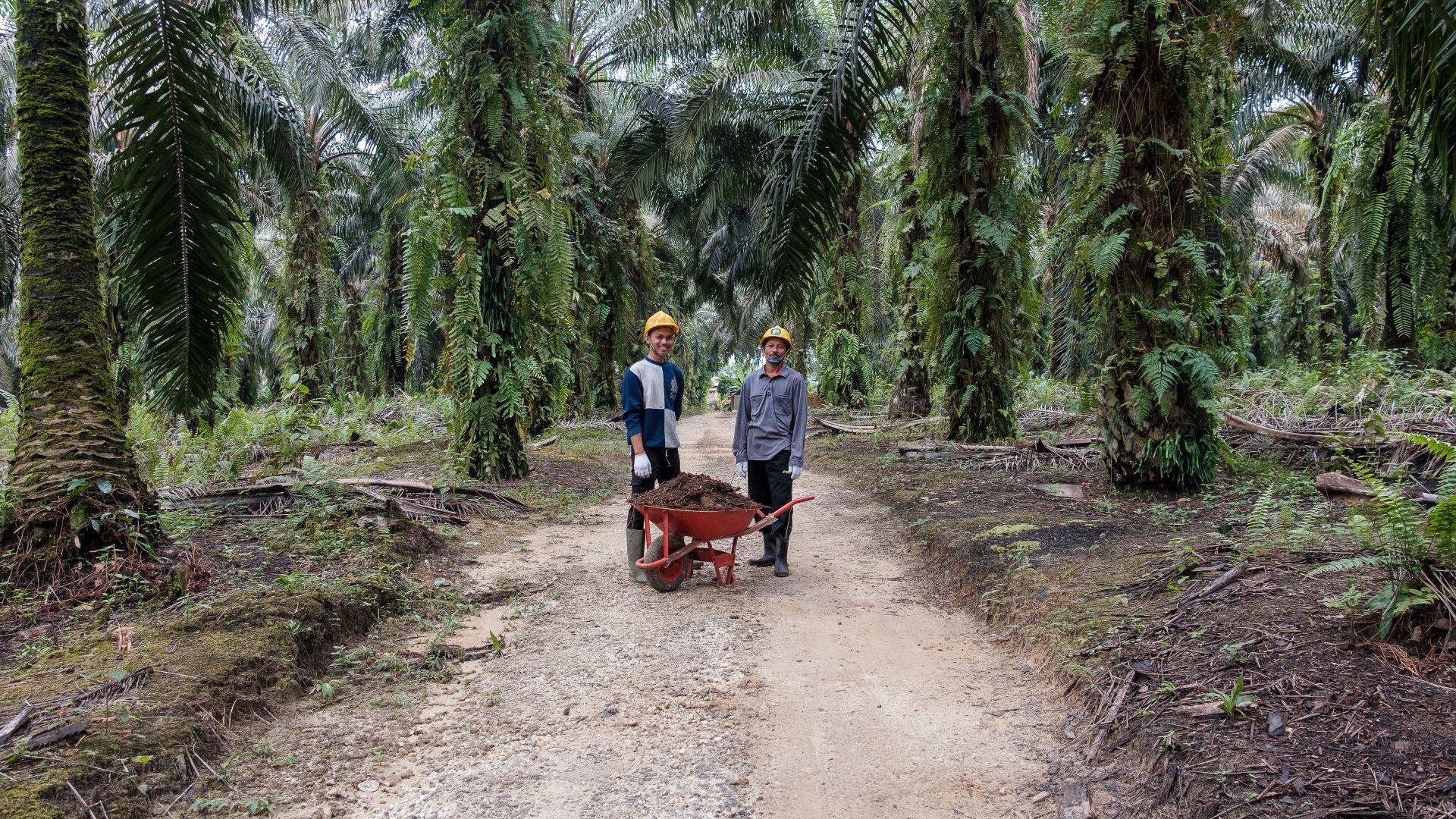 A photograph of two smallholder farmers standing either side of a red wheelbarrow filled with soil, on a dirt road surrounded by palm trees.