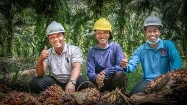 Three smallholders from Kotawaringin Barat next to palm fruit in a plantation.