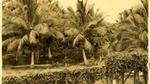 A palm plantation