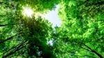 Sunlight streaming through tree tops in a forest in Europe