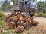 Truck on road next to palm oil fruit collection point