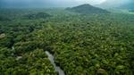 An aerial view of a dense green forest with a winding river cutting through the landscape, surrounded by lush vegetation and rolling hills.