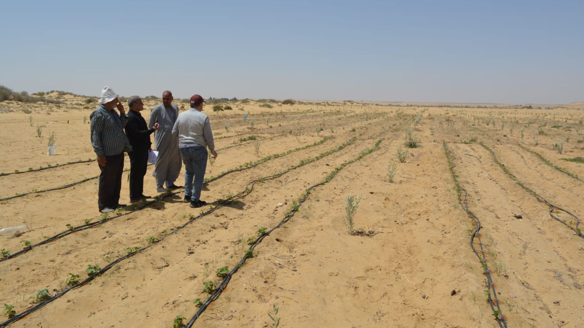 Four people inspect young crops and drip irrigation lines in a large sandy field under a clear sky.