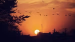 Sunset with shadows of trees and birds