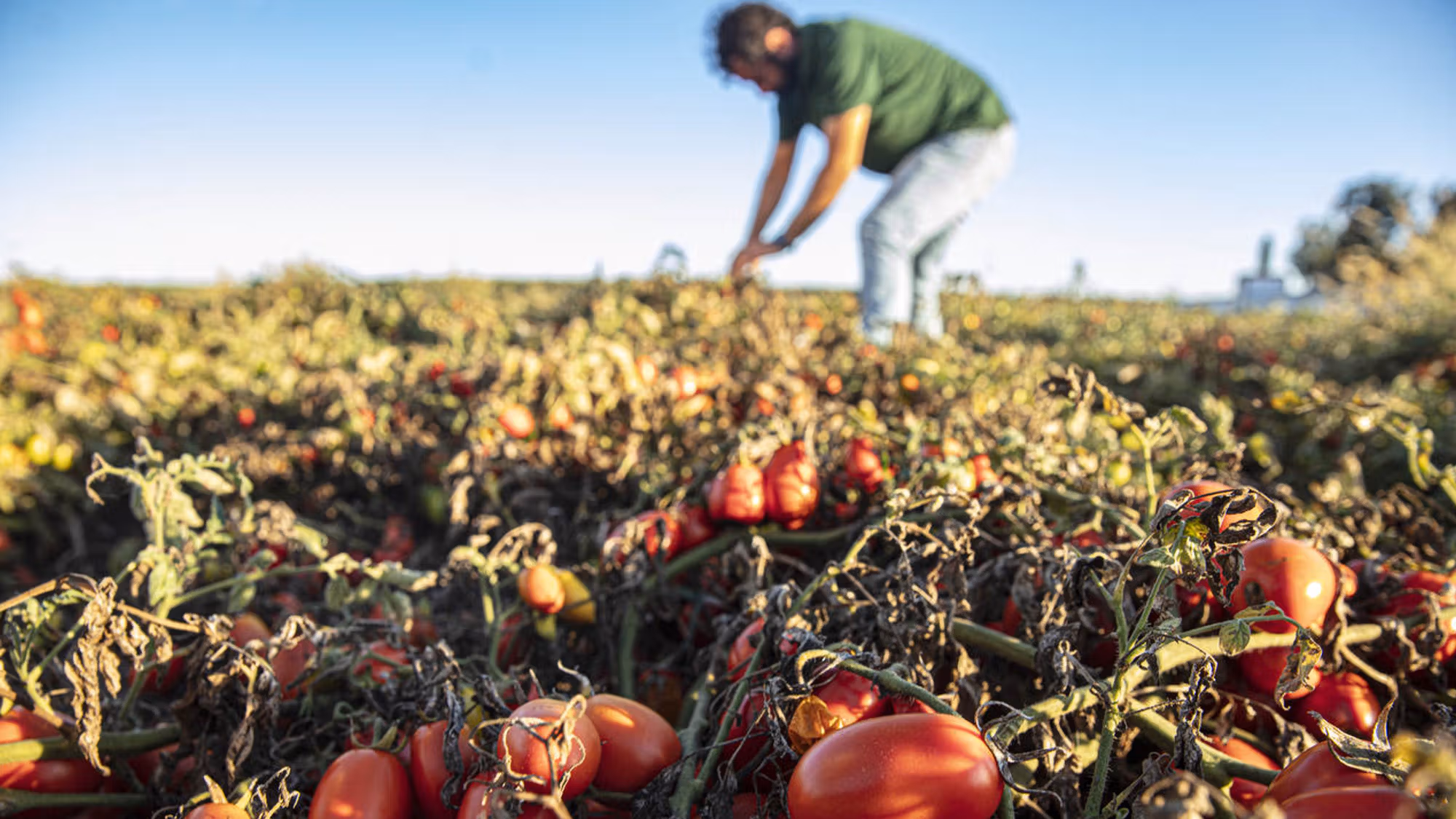 Ground-level view of a field of tomato plants with ripe fruit in the foreground and a farmer in the background.