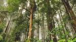 image of trees in a forest