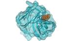 Biologia cyfrowa