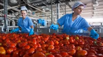 two ladies wearing blue gloves and unilever uniform sorting through a massive vat of tomatoes in a warehouse