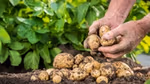 Close-up of a farmer's hands holding freshly harvested potatoes covered in soil, with a pile of potatoes on the ground and green leaves in the background.