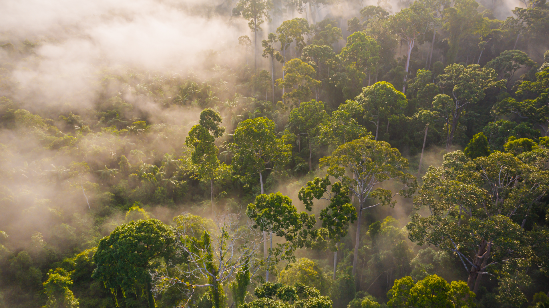 Aeroplane view of a misty green forest 