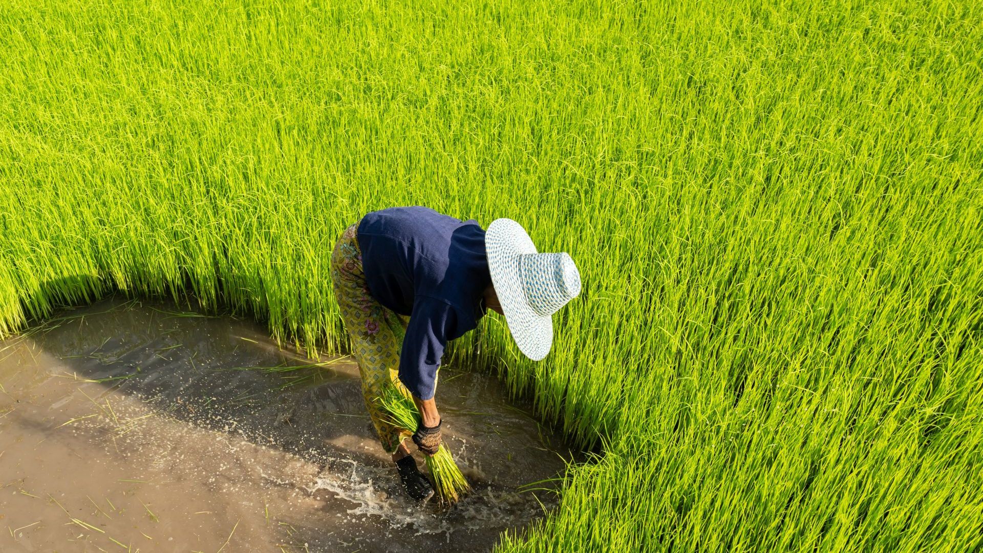 Female rice framer harvesting rice crop from a large green field.