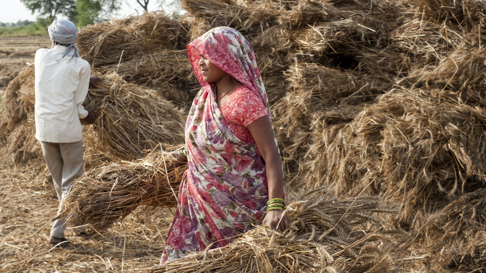 Two Indian rice farmers tidy bales of waste from their crop which can be used as a feedstock for chemicals.
