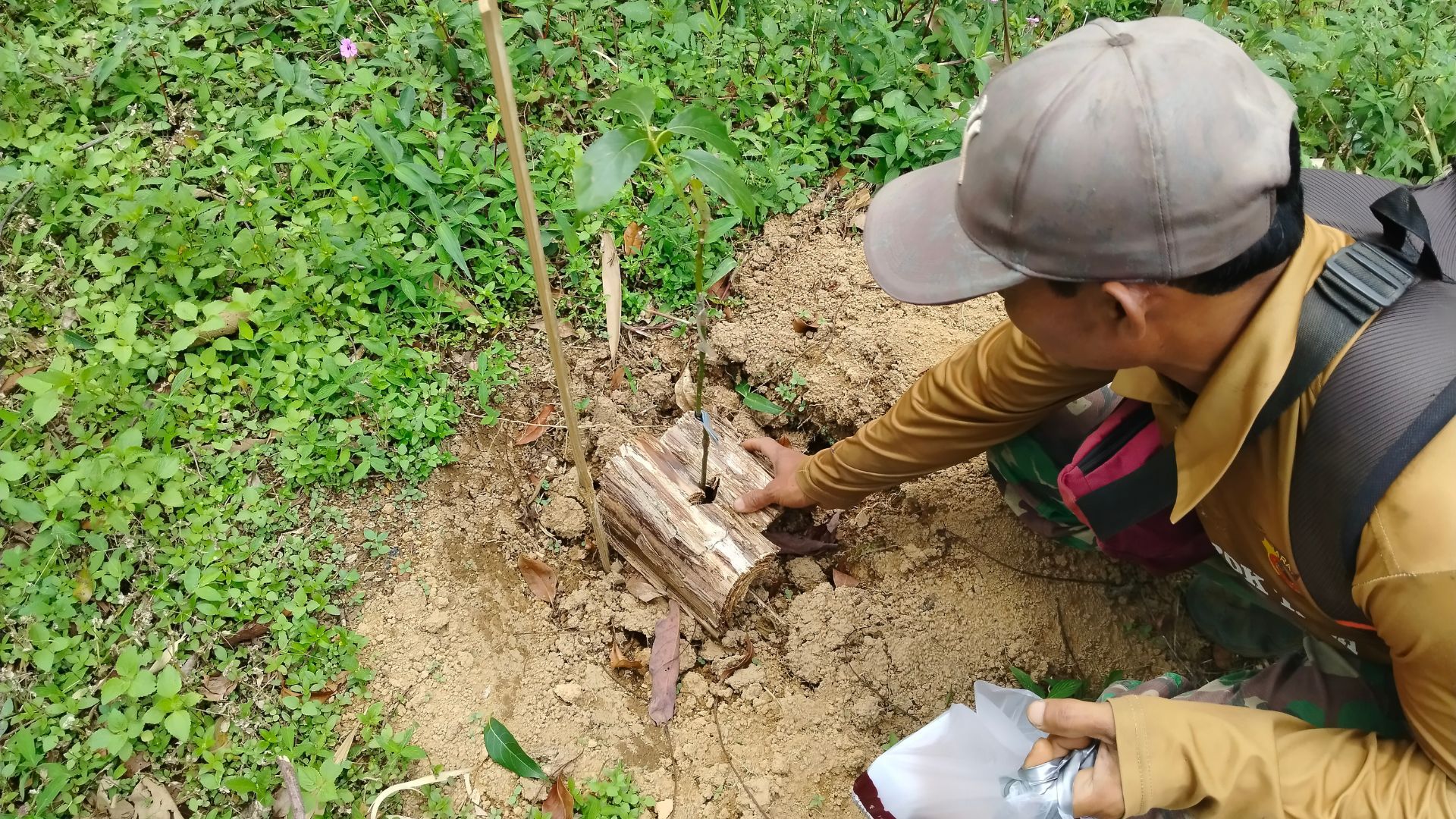 Worker kneeling on soil carefully planting a young tree sapling in a forested area