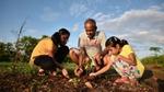 Man and two young women planting sapling plants in a field