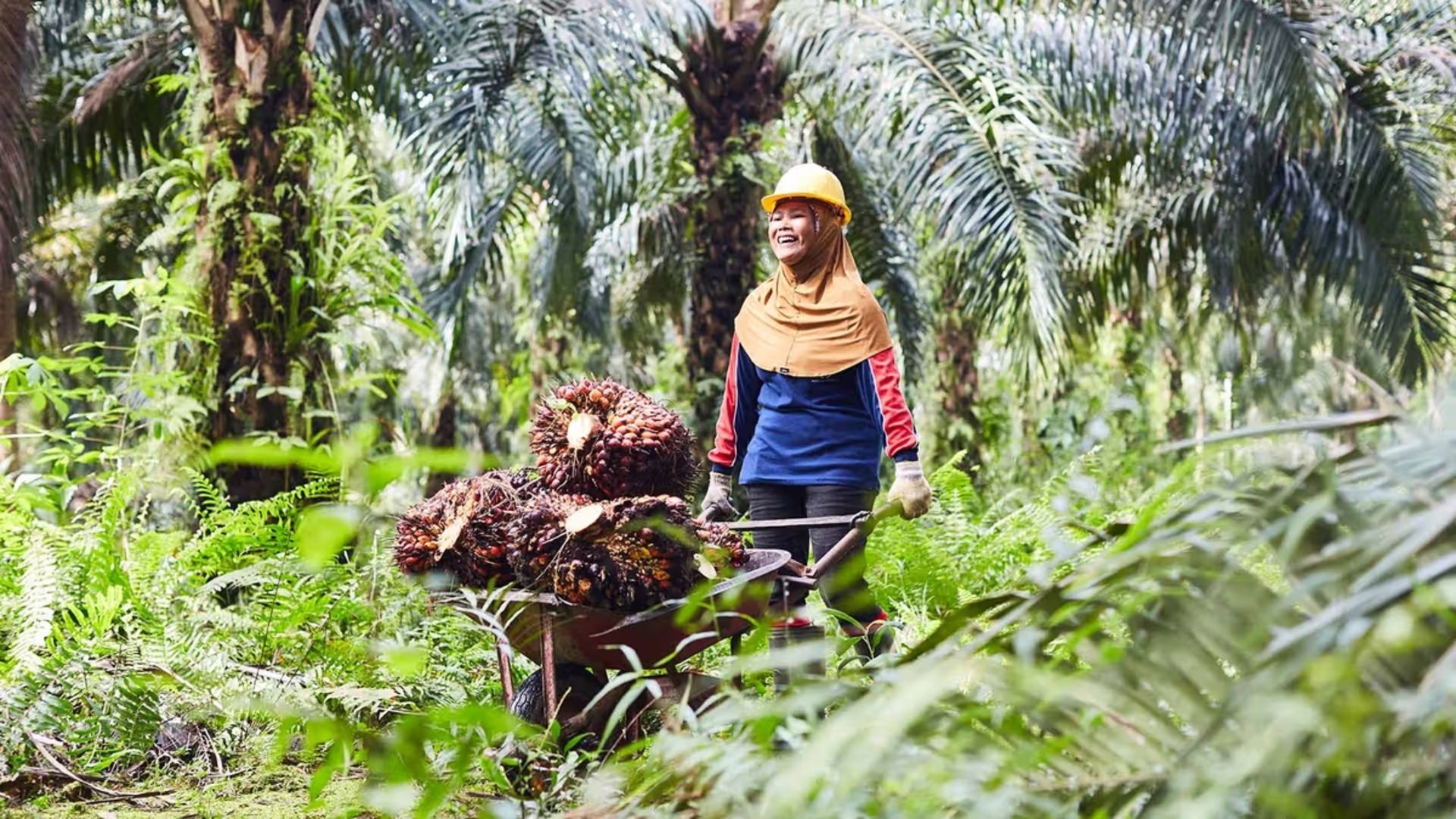 Women pick palm fruits following sustainable palm oil procurement guidelines