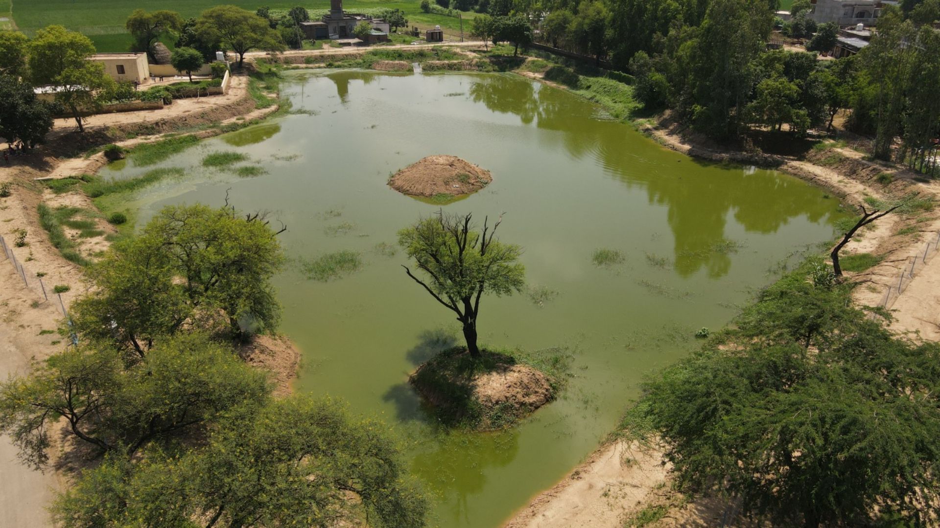 Small rural pond with green water, central tree island, and surrounding trees and farm buildings