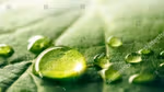 A close-up of a dark green leaf with three water droplets resting on its surface.