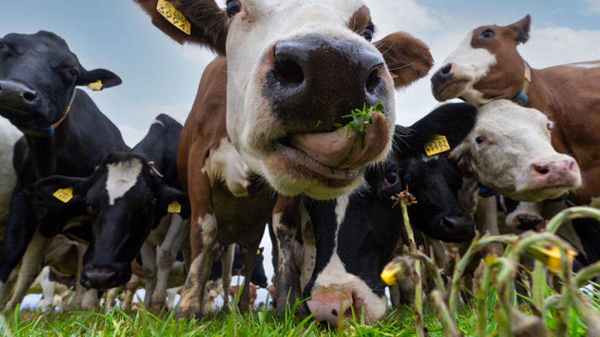Close up of a field of black and white and brown and white cows, one in view is eating grass and licking its lips