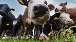 Close up of a field of black and white and brown and white cows, one in view is eating grass and licking its lips