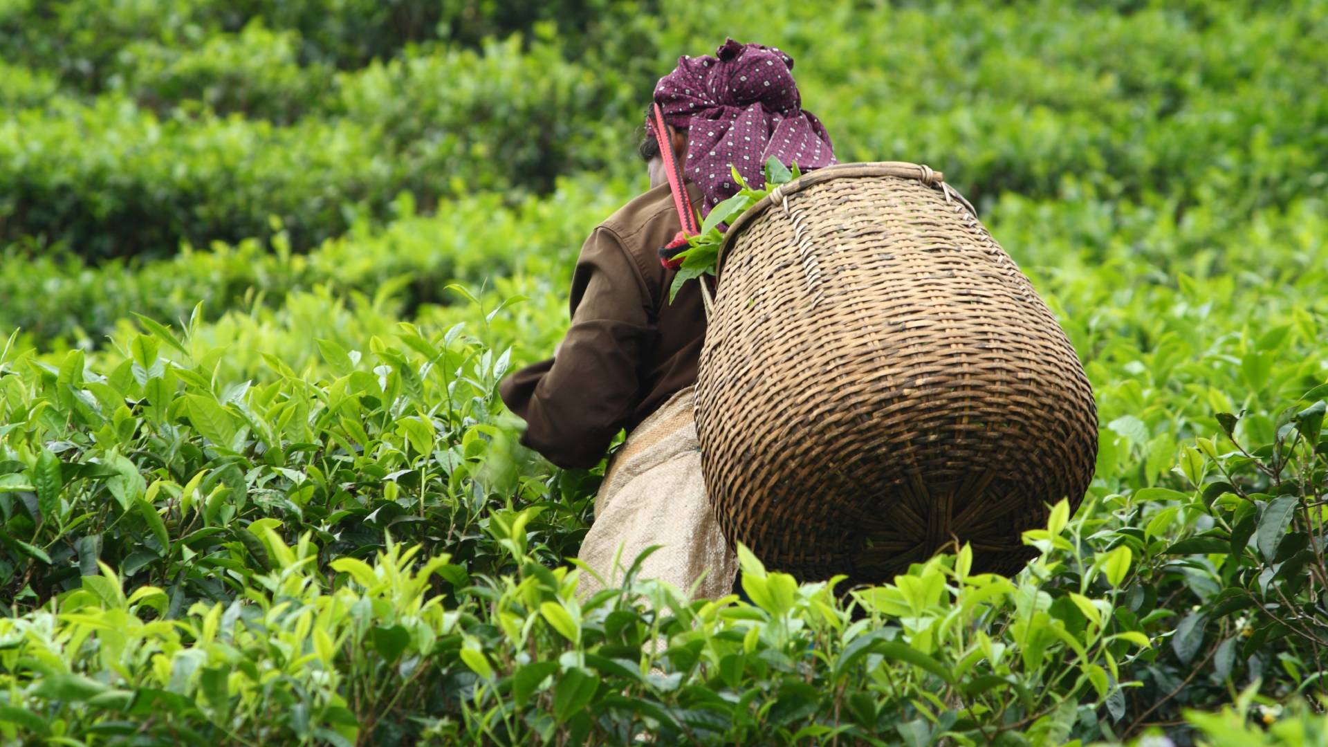 The back view of a woman harvesting a tea crop into the basket on her back 