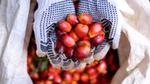A handful of palm fruit
