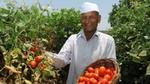 A farmer proudly showing his vines of tomatoes