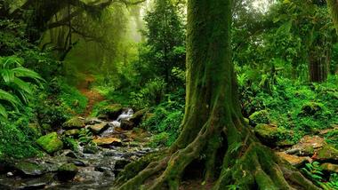 A sunrise, aerial view of a tropical forest, through the mist and clouds