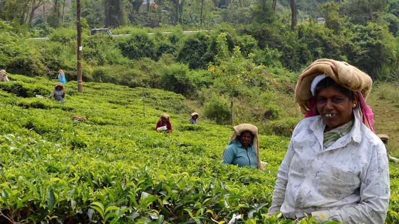 Women tea pickers pluck tea from a hillside estate