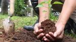 Two hands holding a tree sapling.